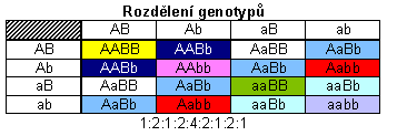 3. Mendelův zákon - genotypy