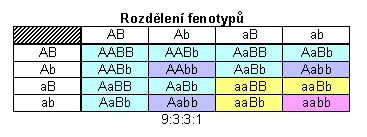 3. Mendelův zákon - fenotypy