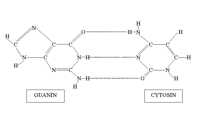 Cytosin + Guanin